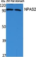 NPAS2 Polyclonal Antibody