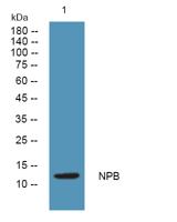 NPB Polyclonal Antibody