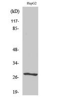 NPDC-1 Polyclonal Antibody