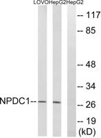 NPDC-1 Polyclonal Antibody