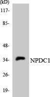 NPDC-1 Polyclonal Antibody
