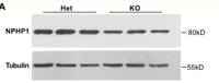 NPHP1 Polyclonal Antibody