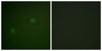 NPM Polyclonal Antibody