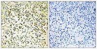 NPM Polyclonal Antibody