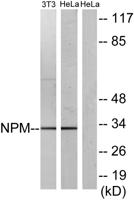 NPM Polyclonal Antibody