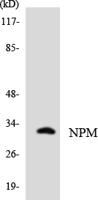 NPM Polyclonal Antibody