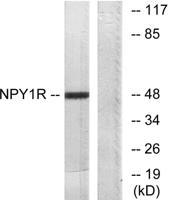 NPY1-R Polyclonal Antibody