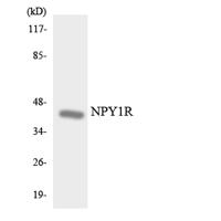 NPY1-R Polyclonal Antibody