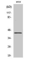NPY2-R Polyclonal Antibody