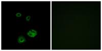 NPY2-R Polyclonal Antibody
