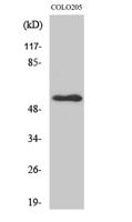 NPY5-R Polyclonal Antibody