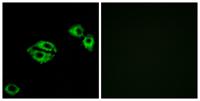 NPY5-R Polyclonal Antibody