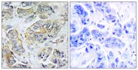 NPY5-R Polyclonal Antibody