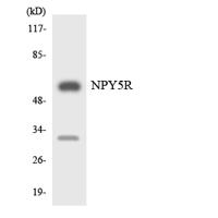 NPY5-R Polyclonal Antibody