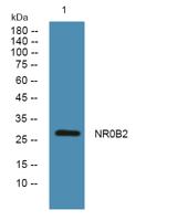NR0B2 Polyclonal Antibody