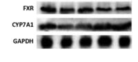 NR1H4 Polyclonal Antibody