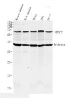 NR2C2 Polyclonal Antibody