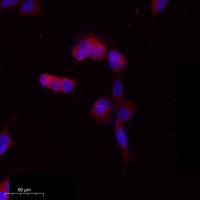 ERdj3 Polyclonal Antibody