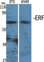 ERF Polyclonal Antibody