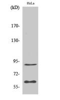 ERF Polyclonal Antibody