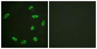 ERF Polyclonal Antibody