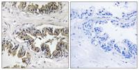 eRF3a Polyclonal Antibody