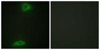 ERGIC-3 Polyclonal Antibody