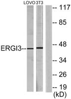 ERGIC-3 Polyclonal Antibody