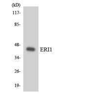 ERI1 Polyclonal Antibody