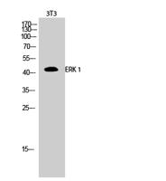 ERK 1 Polyclonal Antibody