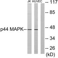 ERK 1 Polyclonal Antibody