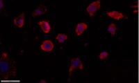 ERK 2 Polyclonal Antibody