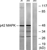 ERK 2 Polyclonal Antibody