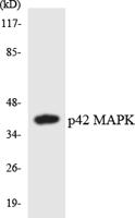 ERK 2 Polyclonal Antibody