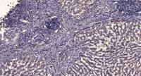 ERK 2 Polyclonal Antibody