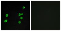 ERK 3 Polyclonal Antibody