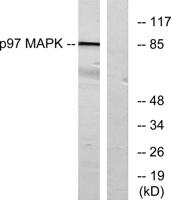 ERK 3 Polyclonal Antibody