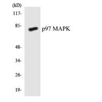 ERK 3 Polyclonal Antibody