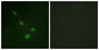 ERK 8 Polyclonal Antibody