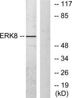 ERK 8 Polyclonal Antibody