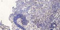 ERK 8 Polyclonal Antibody