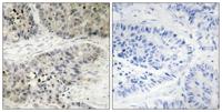 ERK 8 Polyclonal Antibody