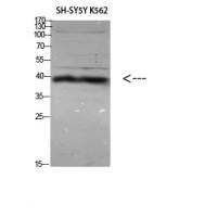 ERLIN1/2 Polyclonal Antibody