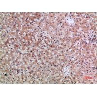 ERLIN1/2 Polyclonal Antibody