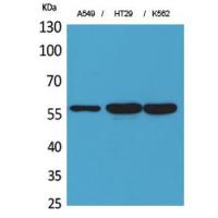 ERp57 Polyclonal Antibody