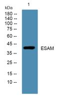 ESAM Polyclonal Antibody