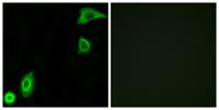 Ribosomal Protein S20 Polyclonal Antibody