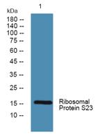 Ribosomal Protein S23 Polyclonal Antibody