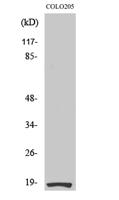 Ribosomal Protein S27L Polyclonal Antibody