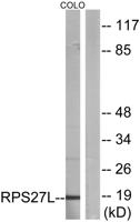 Ribosomal Protein S27L Polyclonal Antibody